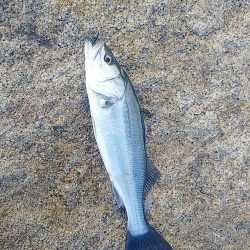 シーバスとタチウオ