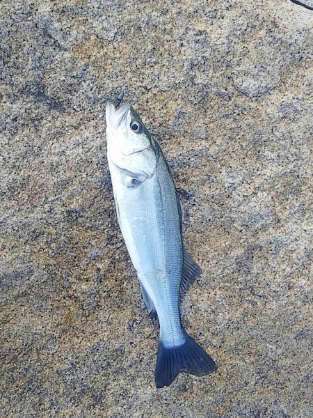 シーバスとタチウオ