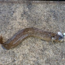 尺ガシラで年始め