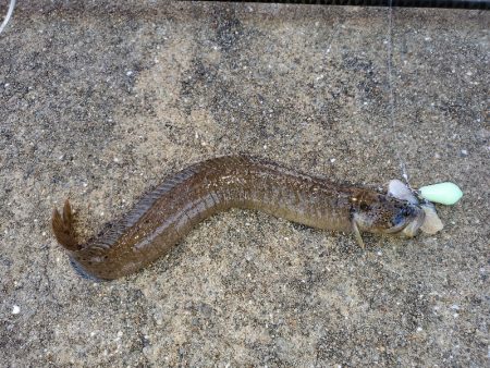 尺ガシラで年始め