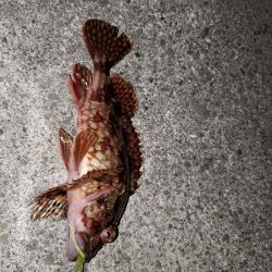 ナイトフィッシング