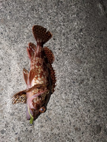 ナイトフィッシング