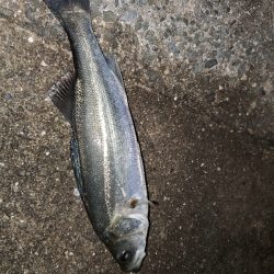 アジングのはずが…