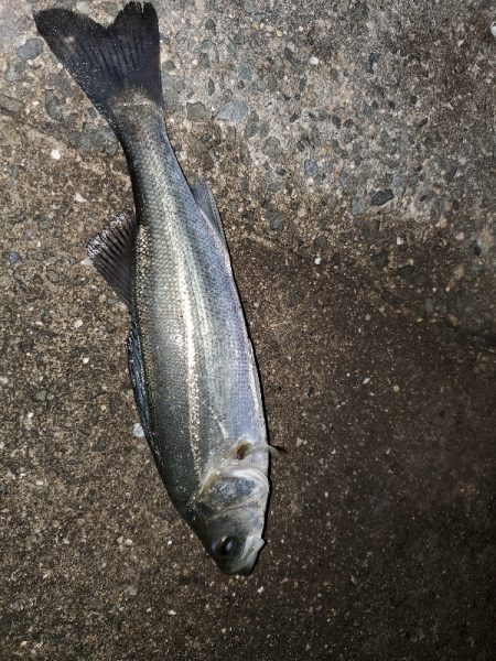 アジングのはずが…