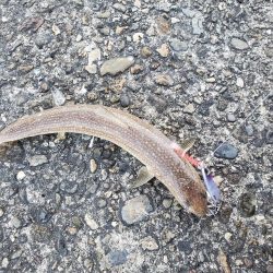 釣れないよりはマシ