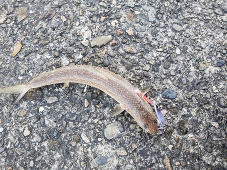 釣れないよりはマシ