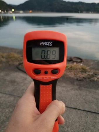 久しぶりにエギング