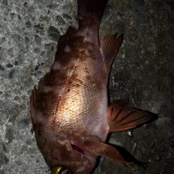 アジングのはずが