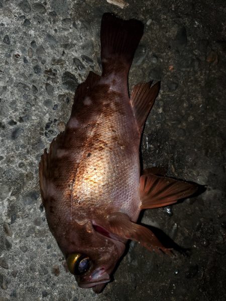 アジングのはずが