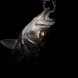 久々の50アップ