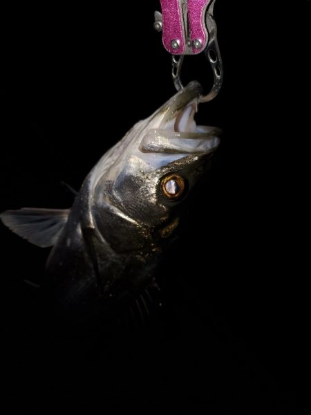 久々の50アップ