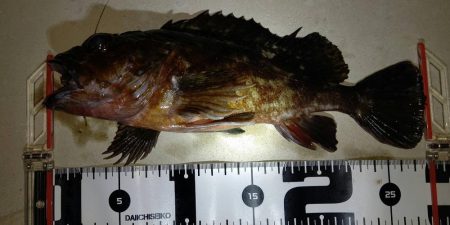 少し遅めの初釣り