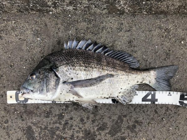 イチノ兄弟、釣果！