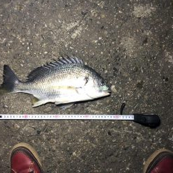 初釣りキビレまあまあのサイズ