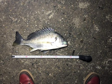 初釣りキビレまあまあのサイズ