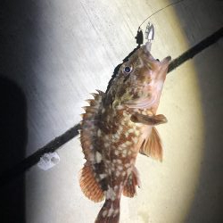 メバリングでカサゴ