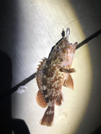 メバリングでカサゴ
