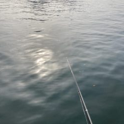 黒メバルやらチヌやら