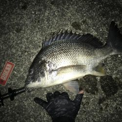 良型キビレ連発