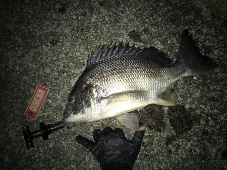 良型キビレ連発