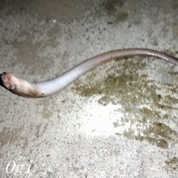 厳寒期でもアナゴはボーズ無し