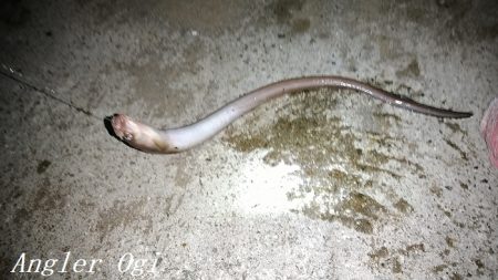 厳寒期でもアナゴはボーズ無し