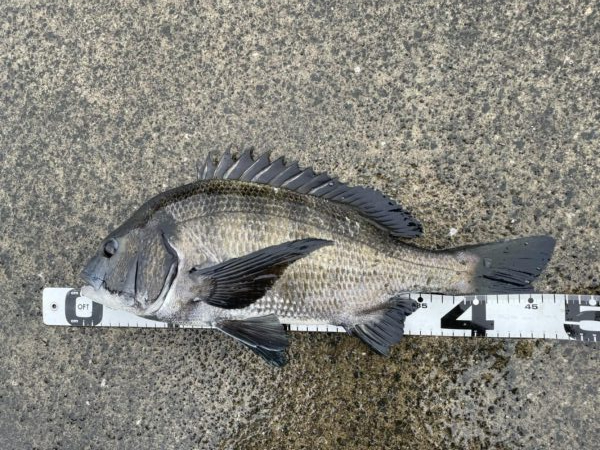 イチノ兄弟、釣果!