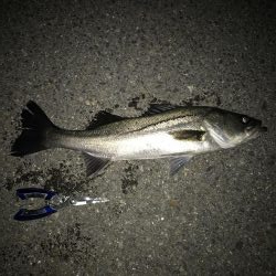 青イソメいいですね