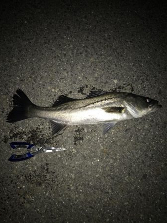 青イソメいいですね