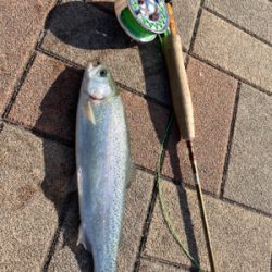 トラウト最高‼︎