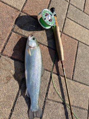 トラウト最高‼︎