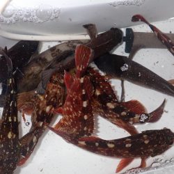 メバルとガシラ