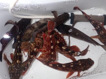 メバルとガシラ