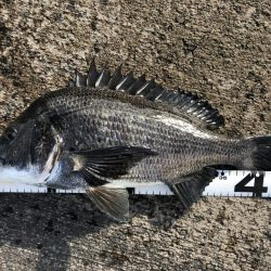 イチノ兄弟、釣果!