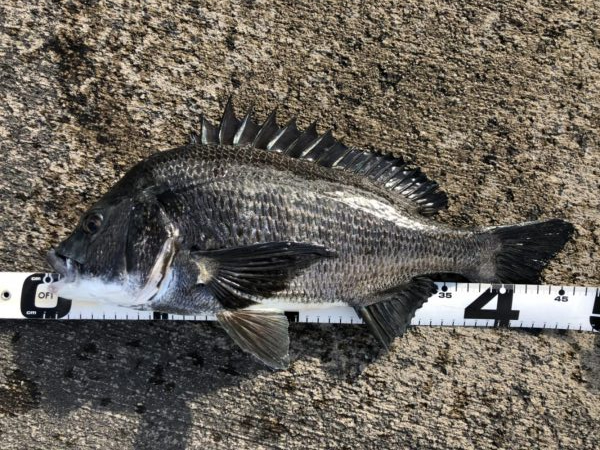 イチノ兄弟、釣果!