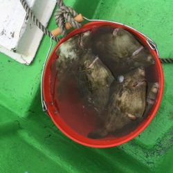 橘沖でカワハギ