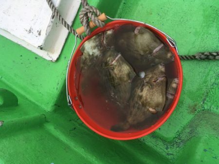 橘沖でカワハギ