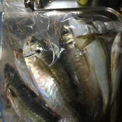 2021初釣行・アジング編