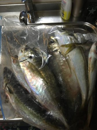 2021初釣行・アジング編