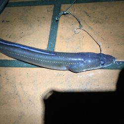 太いアナゴでてきました！