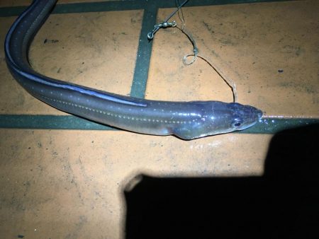 太いアナゴでてきました！