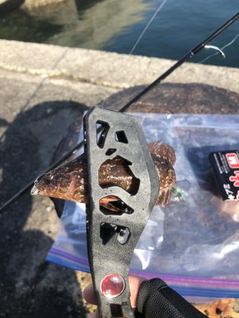 さぐり釣り。アイナメ