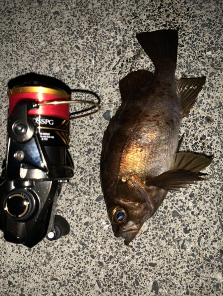 メバルシーズンですね。