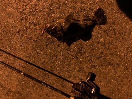 メバリングに行ったが…