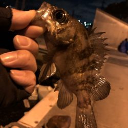 初釣　メバルおったよ