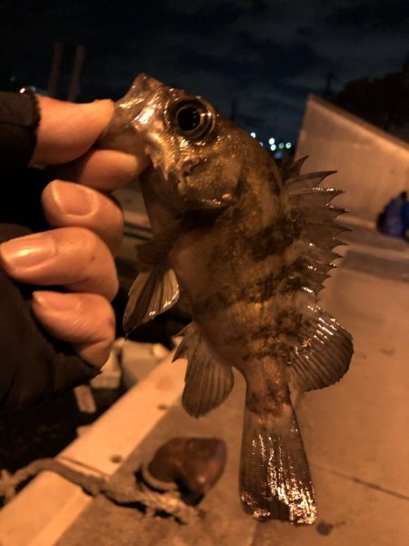 初釣　メバルおったよ