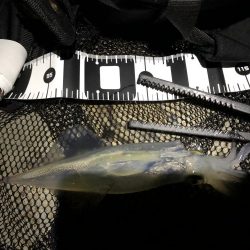 ヤリイカの季節になりました！