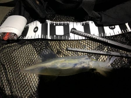 ヤリイカの季節になりました！