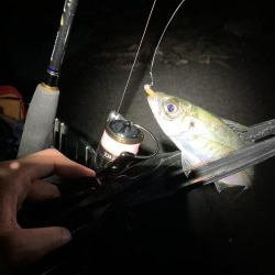 初釣りアジング　思わぬ来客