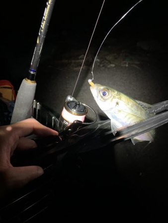 初釣りアジング　思わぬ来客